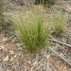Rytidosperma pallidum (Red-anther Wallaby Grass) at Carwoola, NSW - 9 Sep 2021 by Liam.m