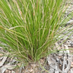 Rytidosperma pallidum at Carwoola, NSW - 9 Sep 2021