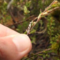 Ocystola paulinella (A Concealer Moth) at QPRC LGA - 9 Sep 2021 by Liam.m