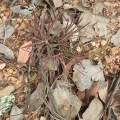 Stylidium graminifolium (Grass Triggerplant) at Carwoola, NSW - 9 Sep 2021 by Liam.m