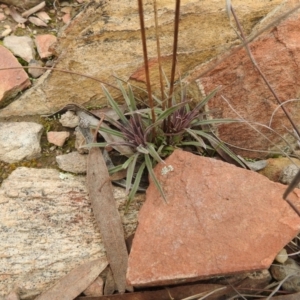 Stylidium graminifolium at Carwoola, NSW - suppressed