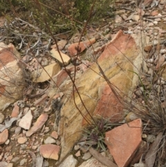 Stylidium graminifolium at Carwoola, NSW - suppressed