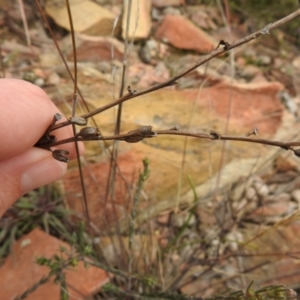 Stylidium graminifolium at Carwoola, NSW - suppressed