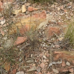 Aristida ramosa (Purple Wire Grass) at Carwoola, NSW - 9 Sep 2021 by Liam.m