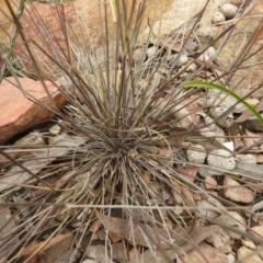 Aristida ramosa at Carwoola, NSW - 9 Sep 2021