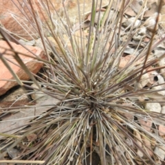 Aristida ramosa at Carwoola, NSW - 9 Sep 2021