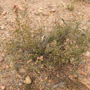 Brachyloma daphnoides at Carwoola, NSW - 9 Sep 2021