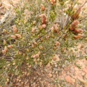 Brachyloma daphnoides at Carwoola, NSW - 9 Sep 2021