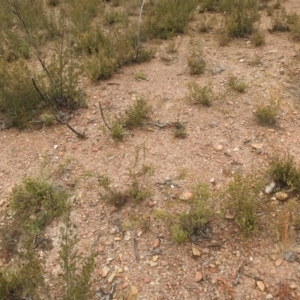 Brachyloma daphnoides at Carwoola, NSW - 9 Sep 2021