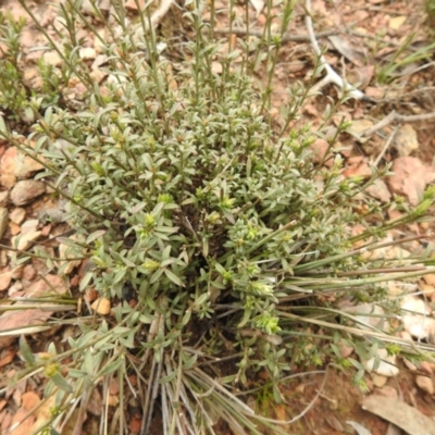 Unidentified Snake at Carwoola, NSW - 9 Sep 2021 by Liam.m