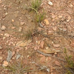 Dillwynia sp. at Carwoola, NSW - 9 Sep 2021 by Liam.m