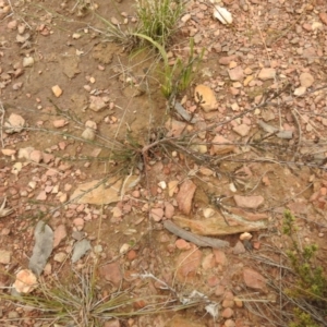 Dillwynia sp. at Carwoola, NSW - suppressed