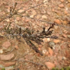 Dillwynia sp. at Carwoola, NSW - suppressed