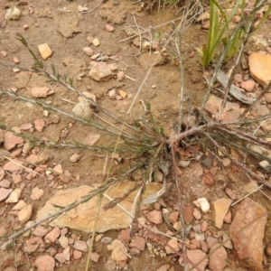 Dillwynia sp. at Carwoola, NSW - suppressed