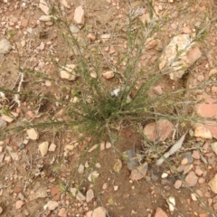 Dillwynia sp. at Carwoola, NSW - suppressed