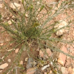 Dillwynia sp. at Carwoola, NSW - 9 Sep 2021