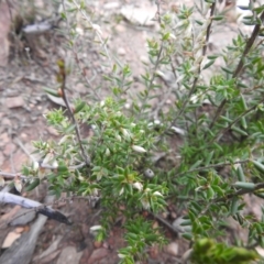 Leucopogon fletcheri subsp. brevisepalus at Carwoola, NSW - 9 Sep 2021