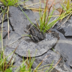 Crinia sp. (genus) (A froglet) at QPRC LGA - 5 Sep 2021 by Liam.m