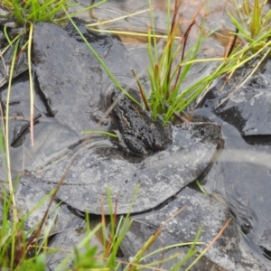 Crinia sp. (genus) at Carwoola, NSW - suppressed