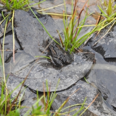 Crinia sp. (genus) (A froglet) at Carwoola, NSW - 5 Sep 2021 by Liam.m