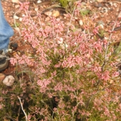 Lissanthe strigosa subsp. subulata (Peach Heath) at Carwoola, NSW - 5 Sep 2021 by Liam.m
