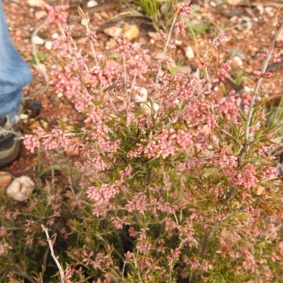 Lissanthe strigosa subsp. subulata (Peach Heath) at Carwoola, NSW - 5 Sep 2021 by Liam.m