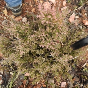 Lissanthe strigosa subsp. subulata at Carwoola, NSW - 5 Sep 2021