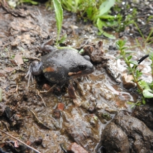 Limnodynastes dumerilii at Carwoola, NSW - suppressed