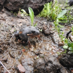 Limnodynastes dumerilii at Carwoola, NSW - suppressed