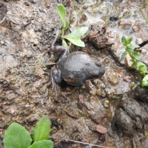 Limnodynastes dumerilii at Carwoola, NSW - 5 Sep 2021