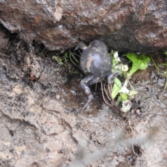 Limnodynastes dumerilii at Carwoola, NSW - 5 Sep 2021