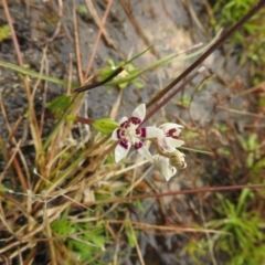 Wurmbea dioica subsp. dioica (Early Nancy) at Carwoola, NSW - 5 Sep 2021 by Liam.m