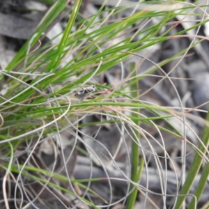 Stathmopoda melanochra at Carwoola, NSW - 3 Sep 2021