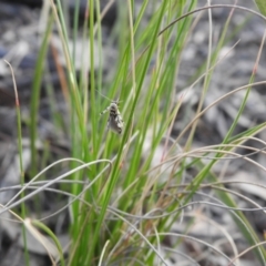 Stathmopoda melanochra at Carwoola, NSW - 3 Sep 2021