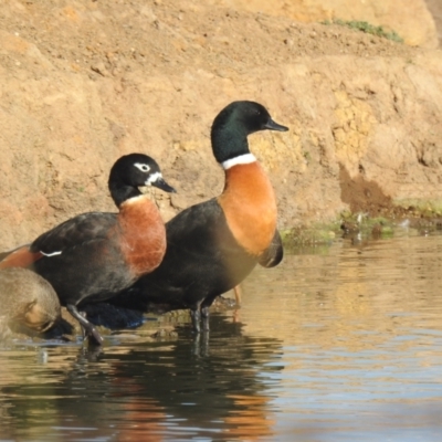 Tadorna tadornoides (Australian Shelduck) at QPRC LGA - 1 May 2021 by Liam.m