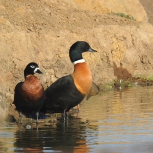 Tadorna tadornoides at Bungendore, NSW - 1 May 2021