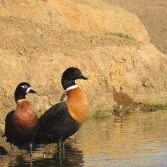 Tadorna tadornoides at Bungendore, NSW - 1 May 2021