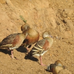 Dendrocygna eytoni (Plumed Whistling-Duck) at QPRC LGA - 1 May 2021 by Liam.m