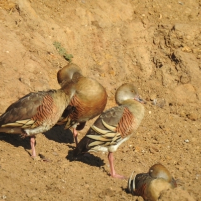 Dendrocygna eytoni (Plumed Whistling-Duck) at Bungendore, NSW - 1 May 2021 by Liam.m