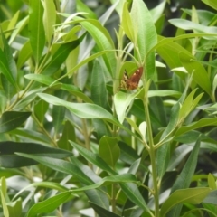 Trapezites symmomus (Splendid Ochre) at Moruya Heads, NSW - 27 Jan 2021 by Liam.m