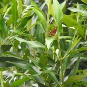 Trapezites symmomus at Moruya Heads, NSW - suppressed