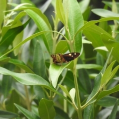 Trapezites symmomus at Moruya Heads, NSW - 27 Jan 2021