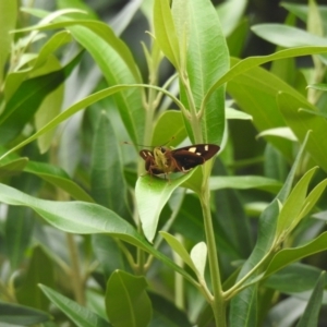 Trapezites symmomus at Moruya Heads, NSW - suppressed