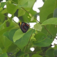 Delias nigrina (Black Jezebel) at Moruya Heads, NSW - 27 Jan 2021 by Liam.m