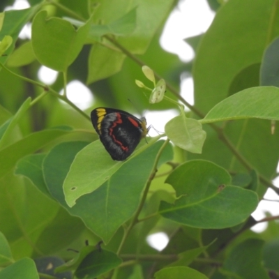 Delias nigrina (Black Jezebel) at Eurobodalla National Park - 27 Jan 2021 by Liam.m