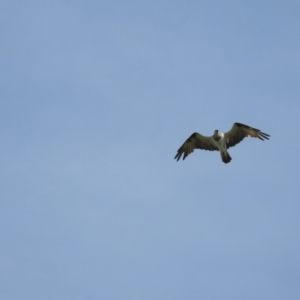 Pandion haliaetus at Mossy Point, NSW - 7 Mar 2021