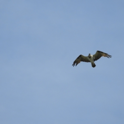 Pandion haliaetus (Osprey) at Mossy Point, NSW - 7 Mar 2021 by Liam.m