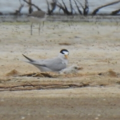 Sternula albifrons (Little Tern) at Jervis Bay National Park - 19 Dec 2020 by Liam.m