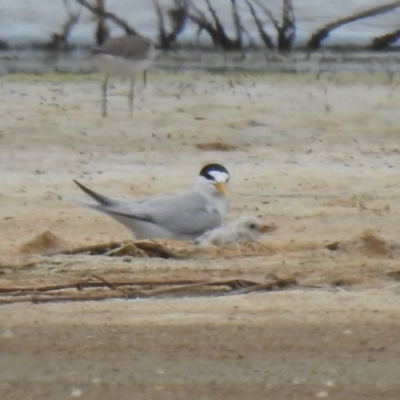 Sternula albifrons (Little Tern) at Wollumboola, NSW - 19 Dec 2020 by Liam.m
