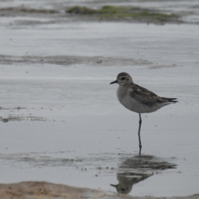 Pluvialis fulva (Pacific Golden Plover) at Kinghorne, NSW - 19 Dec 2020 by Liam.m